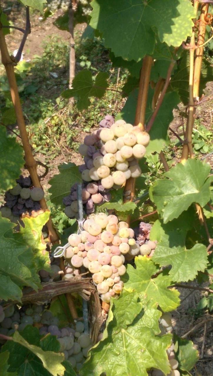 Wein- Und Gaestehaus Genetsch リーザー エクステリア 写真